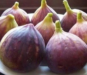 تصویر نهال انجیر یزدی Yazdi fig seedlings