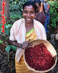 تصویر دانه قهوه چری cherry coffee