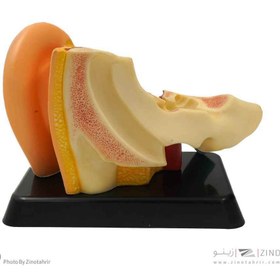 تصویر مولاژ گوش 