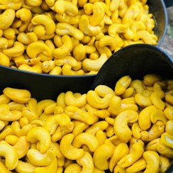 تصویر بادام هندی 