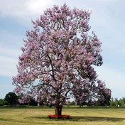 تصویر نهال درخت پالونیا (Empress Tree) 
