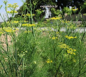 تصویر گیاه دارویی رازیانه (50 گرم بذر خشک) Foeniculum vulgare 