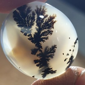 تصویر شجر قائن 