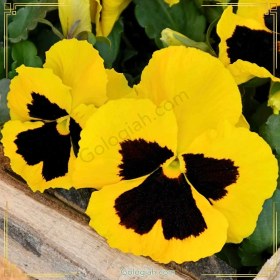 تصویر نشاء بنفشه ایرانی 