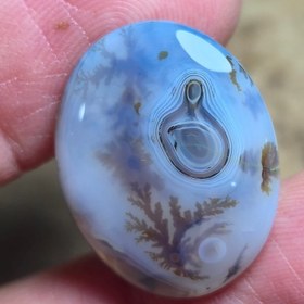 تصویر شجر قائن قواره دار زیبا خاص رگه سلیمانی 