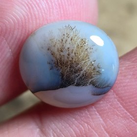 تصویر شجر قائن زیبا خاص 