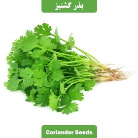 تصویر بذر سبزی گشنیز فله 