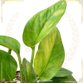 تصویر پتوس سبز نشاء 