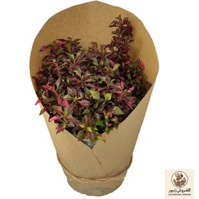 تصویر گیاه طبیعی رویال کد yt21 | کد: ZNB-3R4 