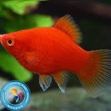 تصویر پلاتی قرمز بالن 