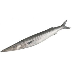 تصویر ماهی شیر نیزه ای 