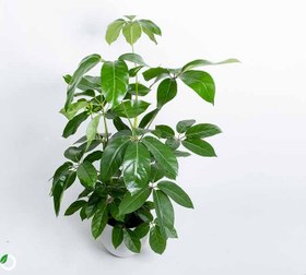 تصویر بذر گل شفلرا 