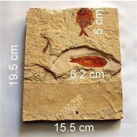 تصویر 2 فسیل ماهی مختلف صادراتی ، برشی ، تابلویی 