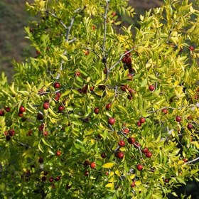 تصویر بذر عناب 10 عددی 