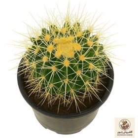 تصویر گیاه طبیعی کاکتوس اچینو مدل 01 | کد: ZNB-58H 