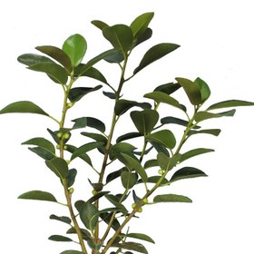 تصویر گیاه طبیعی فیکوس جنگلی کد18- AS 