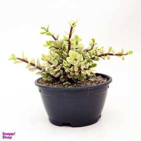 تصویر گیاه کراسولا مدل خرفه ای کد s43 