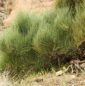 تصویر گیاه دارویی افدرا، ارمک، هوم، ریش بز (بسته 50 گرمی) Ephedra major 