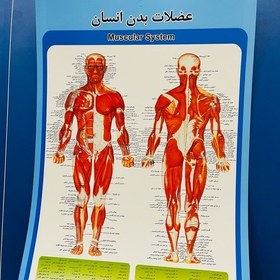 تصویر پوستر عضلات بدن انسان مقوای ایندلبرد 