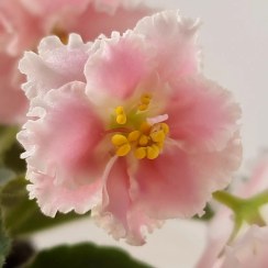 تصویر بنفشه آفریقایی واریته Pink Watercolor 