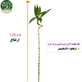 تصویر لاکی بامبو (بامبو برگدار) bamboo