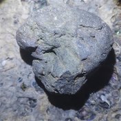 تصویر شبق یا ال سیاه زیبا 