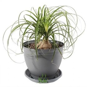 تصویر گیاه لیندا طبیعی | کد: ZNB-G91 