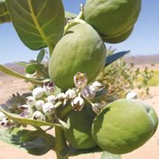 تصویر استبرق عصاره گیاهی فوق قدرتمند استبرق..ویرانگر س ر ط ا ن..بسیار قوی مولد قطعی سلولهای بنیادی ۱۰ گرم 