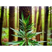 تصویر رزماری خشک اعلاء (500 گرم) 