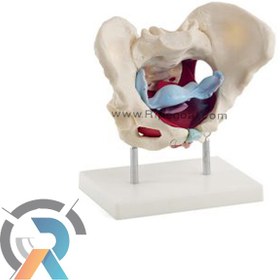 تصویر مولاژ لگن خاصره زن 