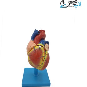 تصویر مولاژ قلب 1/5 اندازه طبیعی 
