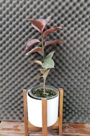 تصویر فیکوس شرابی Ficus elastica