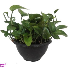 تصویر گل طبیعی پیتوس سبز کد 101 