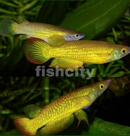 تصویر پانچاکس 