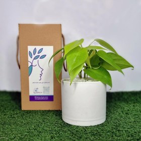 تصویر اسكانديس نئون 