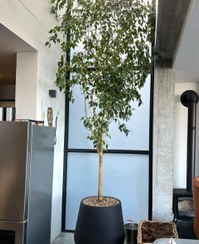 تصویر فیکوس بنجامین مناسب برای تزئین محیط‌های درمانی 