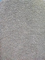 تصویر چای کله مورچه کنیا سیاره 