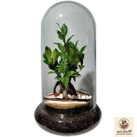 تصویر تراریوم بونسای فیکوس رتوزا کد ۰۲ | کد: ZNB-4F5 