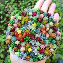 تصویر بذر ساکولنت میکس 