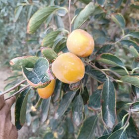 تصویر نهال خرمالو موزی 