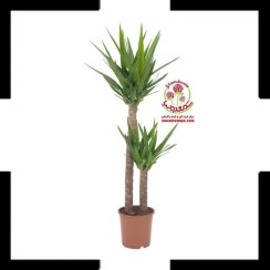 تصویر خرید گیاه یوکا | مقاوم و همیشه سبز با ارسال سریع + گارانتی سلامت Yucca Plant