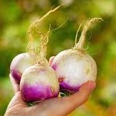 تصویر شلغم ارگانیک 