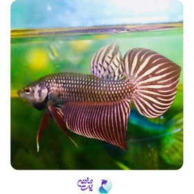 تصویر ماهی فایتر صیدی ماهاچای گری 