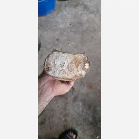 تصویر چوب بلوط 400 گرمی 