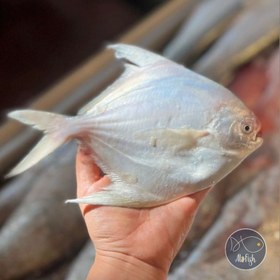 تصویر ماهی حلوا سفید ( زبیدی ) پک 3 کیلویی 