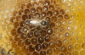 تصویر ملکه لاین بوکفست با کندوچه فومی 