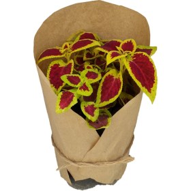 تصویر حسن یوسف 