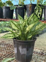 تصویر اگلونما Aglaonema