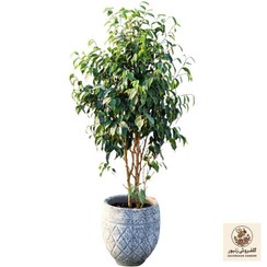 تصویر گیاه طبیعی درختچه بنجامین مدل 35 | کد: ZNB-6FE 
