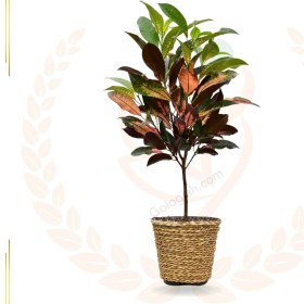 تصویر کروتون پرتقالی 